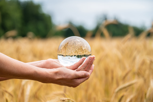 hands holding a glass ball in a wheat field, representing an organization that uses Optima's nonprofit CFO services